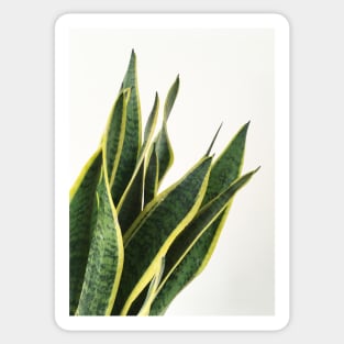 Sansevieria Sticker